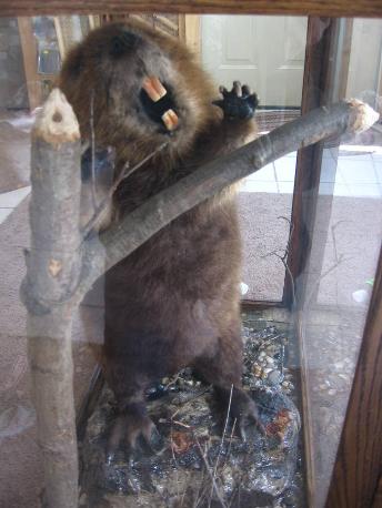 beaver trapping